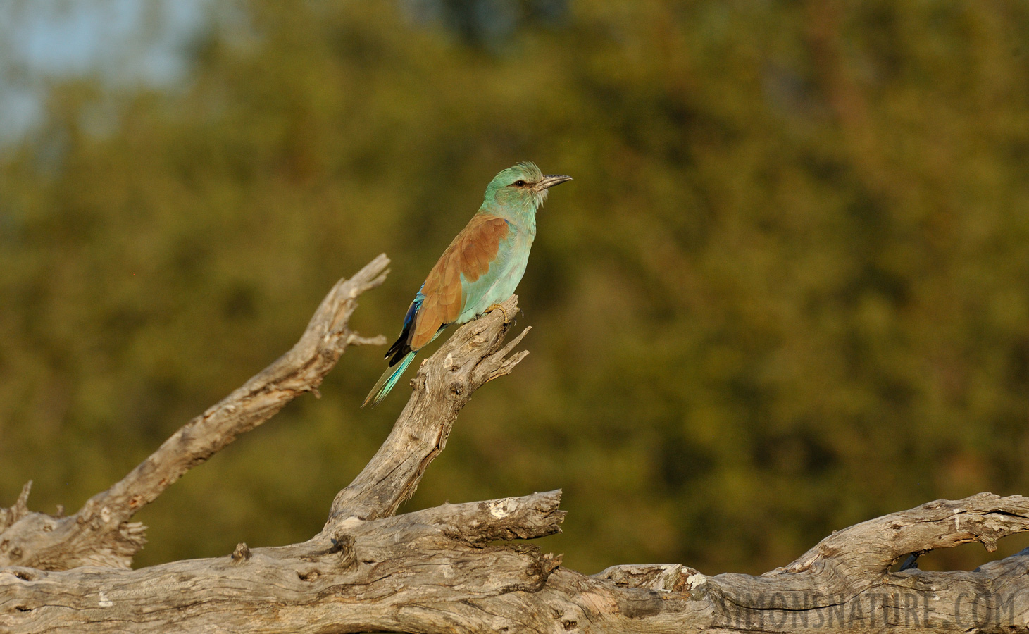 Coracias garrulus [550 mm, 1/1250 sec at f / 9.0, ISO 1600]